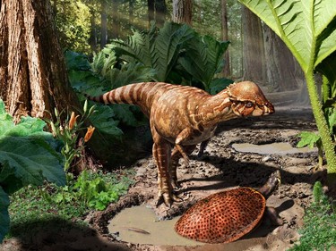 Reconstruction of Acrotholus audeti, an 85-million-year-old dome-headed dinosaur, with the turtle Neurankylus lithographicus in the foreground.