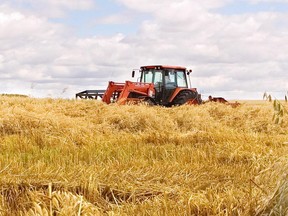 SASKATOON, SK._August-15_2007--OAT CROP-- A heavy swath of oats lies south of Saskatoon in Karl Bly's field, but heavy swaths don't always turn out to be heavy yields says Karl. Recent hot and dry weather caused some stress on crops in Saskatchewan and farmers will not really know the yeilds until the combines come out. Star Phoenix Photo by Gord Waldner. **CALGARY HERALD MERLIN ARCHIVE**