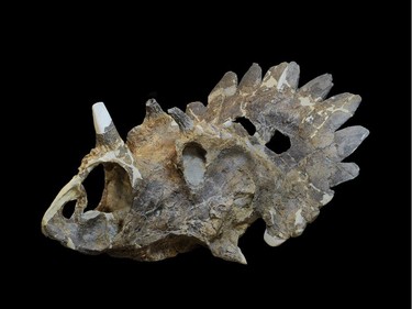 The skull of the new horned dinosaur Regaliceratops peterhewsi is shown in a handout photo.