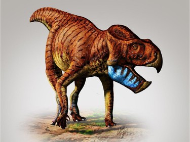 A photo illustration of a Gryphoceratops.  A team of five Canadian scientists has identified two new species of dinosaurs from the famous fossil beds of southern Alberta.