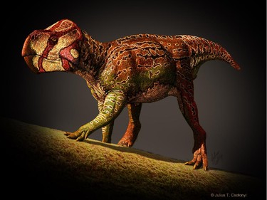 Photo illustration of an Unescoceratops. A team of five Canadian scientists has identified two new species of dinosaurs from the famous fossil beds of southern Alberta.