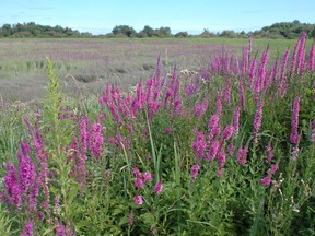 The City of Calgary has made great strides in reducing Purple Loosestrife.