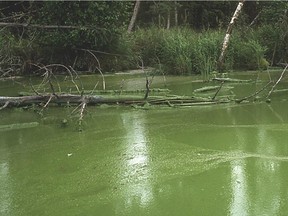 Severe cyanobacteria (blue-green algae) bloom at Steele Lake, Alberta.