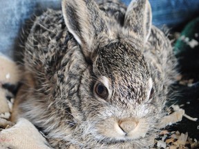 With warmer weather upon us, the Calgary Wildlife Rehabilitation Society is urging Calgarians not to touch or move the many baby hares seen in the city. The centre has received about 100 baby hares so far in 2015 from well-meaning individuals, but the survival rate for babies in captivity is only about 10 per cent.