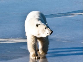 Polar bears have failed to conform their numbers to models created by biologists, says Barry Cooper.