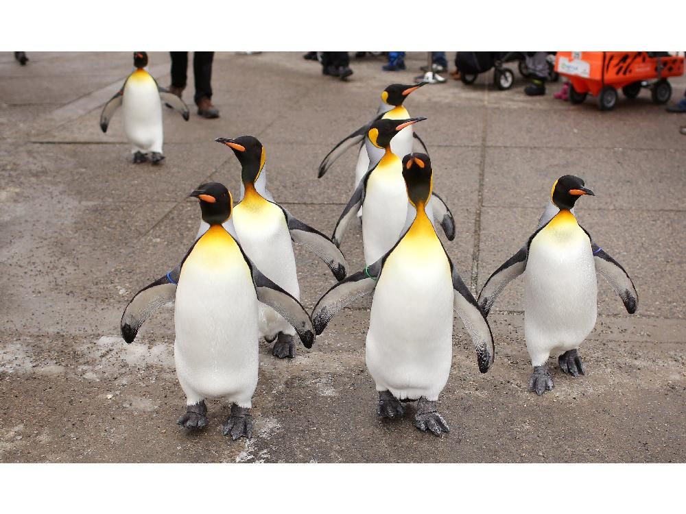 Calgary Zoo to get its waddle on celebrating fifth anniversary of