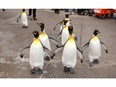 King penguins walk outside their enclosure during the return of the Penguin March at the Calgary Zoo on January 15, 2015. Photo Leah Hennel, Postmedia
