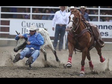 Dru Melvin grabs his steer by the horns during the steer wrestling event at the Calgary Stampede Rodeo at the Stampede Grandstand in Calgary on Saturday, July 4, 2015.