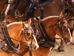 Horses used in the heavy pull are auctioned off for sponsorship in the Agriculture Building at the Calgary Stampede on Thursday, July 9.