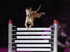 The crowds love the SuperDogs at the Calgary Stampede in Calgary, on July 8, 2015.