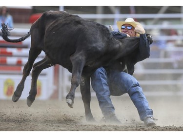 Dakota Eldridge takes down  this steer for a ninth place finish during Day 9 of steer wrestling rodeo action at the 2015 Calgary Stampede, on July 11, 2015.