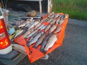 A photo of the fish that were illegally caught by a group of anglers.
