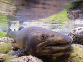 A new survey of trout streams in southwest Alberta suggests that virtually all of them are threatened by industrial development or overuse. Bull trout like the one pictured here have lost more than 70 per cent of their historic waters.