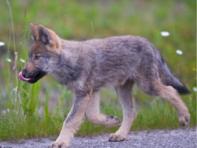 A wolf pup in Banff National Park in 2015.