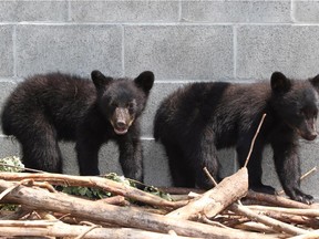 Black bear cubs Athena and Jordan look on from their enclosure at the North Island Wildlife Recovery Association in Errington, B.C.