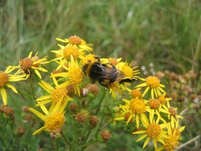 Bombus terrestris (buff-tailed bumblebee) visiting a composite flower.