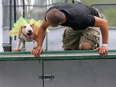 Azumi lets his owner Jimmy Kao know in no uncertain terms that she is not going into the cold water during the Dock Dogs event at Pet-A-Palooza in Eau Claire on Saturday July 25, 2015.