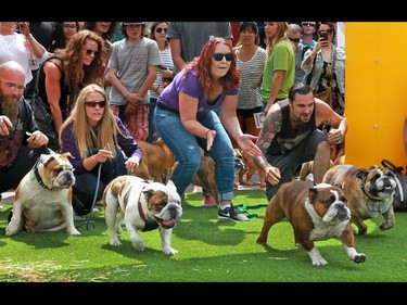 English bull dogs take part in the Running of the Bulls event at Pet-A-Palooza in Eau Claire on Saturday July 25, 2015.