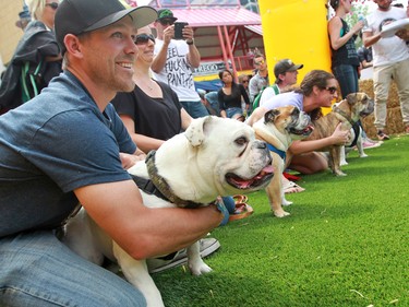 English Bull Dogs take part in the running of the bulls event at Pet-A-Palooza in Eau Claire on Saturday July 25, 2015.