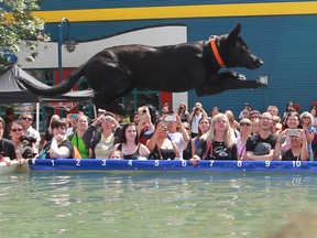 The Dock Dogs event was a big hit with the audience at Pet-A-Palooza in Eau Claire on Saturday July 25, 2015.