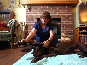 Christina Ryan/ Calgary Herald CALGARY, AB --JUNE 16, 2015 -- Valerie Black massages Bella, her chocolate lab, in her home, in Calgary, on June 16, 2015.  (Christina Ryan/Calgary Herald) (For Lifestyles story by Christina Ryan) 00066193A SLUG: 9999 Canine Massage 6