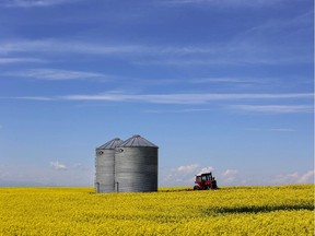 Canola fields south of Nanton, Alberta on July 21, 2015.