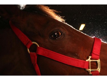 Chad Harden with his horse Barney, who is 18, at the chuckwagon barns, at the Calgary Stampede in Calgary, on July 6, 2015.