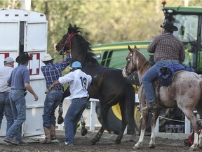 A horse injured during Heat 1 of the 2015 Calgary Stampede GMC Rangeland Derby's Chuckwagon Races is led into a medical wagon at the Stampede Grandstand in Calgary on Sunday, July 12, 2015.