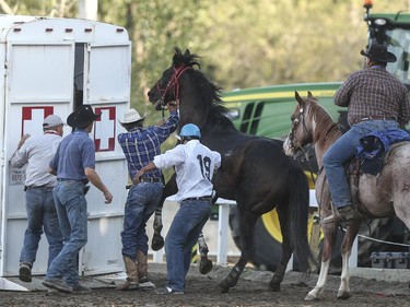 An horse injured during heat one of the 2015 Calgary Stampede GMC Rangeland Derby's Chuckwagon Races is led into a medical wagon at the Stampede Grandstand in Calgary on Sunday, July 12, 2015.