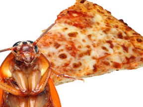 cockroach-pizza_2-550x336