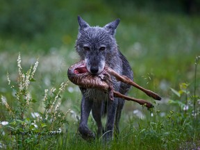 A wolf with a carcass in Banff National Park.