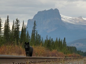 A black-coloured wolf in Banff National Park. Outside of the park, a similar looking wolf was killed on the Trans-Canada Highway.