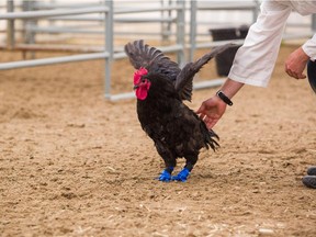 Foghorn the rooster, who lost both feet to frostbite, can walk again after researchers with the University of Calgary's faculty of veterinary medicine created prosthetic feet for him using a 3D printer.