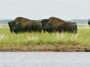Bison stand on the shore of Claire Lake in Wood Buffalo National Park.  Reader says UNESCO has no business monitoring the park.