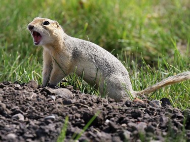 A gopher (aka a Richardson's Ground Squirrel) calls out a warning from a burrow in a large colony in Victoria Park on Monday July 13, 2015.