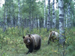 Grizzly bears caught on a trail camera set up on  ranchland around Millarville.