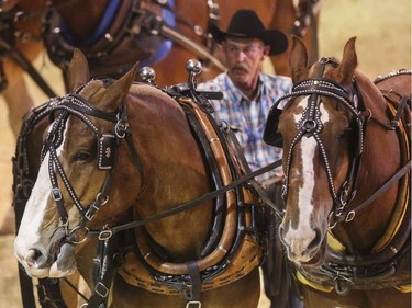 Horses used in the heavy pull are auctioned off for sponsorship in the Agriculture Building at the Calgary Stampede in Calgary on Thursday, July 9, 2015.