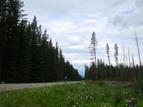 A cyclist on the Bow Valley Parkway in Banff National Park. It will be widened in the coming years as part of infrastructure announcements made Wednesday.