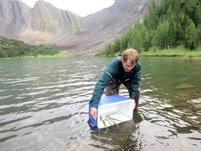 Mark Taylor, aquatics ecologist with Banff National Park, lowers a dozen westslope cutthroat trout into Rainbow Lake.