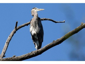 Gavin Young, Calgary Herald CALGARY, AB: JULY 30, 2015 - A great blue heron looks out over the Inglewood Bird Sanctuary on Thursday. The sanctuary opened for the first time since the 2013 flood. Remediation and rebuilding are continuing in the area. Gavin Young/Calgary Herald) (For City section story by Erin Sylvester) Trax# 00067325A