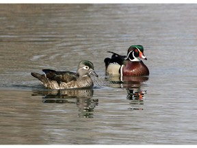 A pair of wood ducks swim on a  pond at the Inglewood Bird Sanctuary.