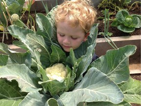 Three year-old Rupert Thomas  helped harvest the cauliflower this week and he was complaining about how heavy it was.