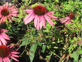 Echinacea for Calgary Horticultural Society gardening column