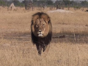 The senseless death of Cecil the lion should launch a discussion about how we treat all other animals.