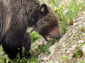 Bear 126, a male grizzly bear, eats dandelions along the Bow Valley Parkway in Banff National Park in June 2014.