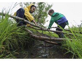 Lucas Gombert, 6, right, and his classmate Graham Tran, 6, build a bridge across a creek with sticks and test it out while learning in nature at Calgary Nature Kindergarten in Lloyd Park, on July 16, 2015.