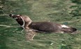 FILE PHOTO Calgary Herald CALGARY, AB — July 28, 2015 — A Humboldt Penguin at the Calgary Zoo in Calgary on Tuesday, July 28, 2015.