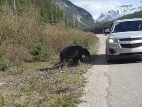 An image of someone feeding a black bear along the Icefields Parkway in Banff National Park.