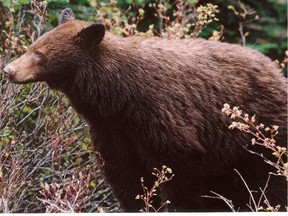A cinnamon-coloured black bear.