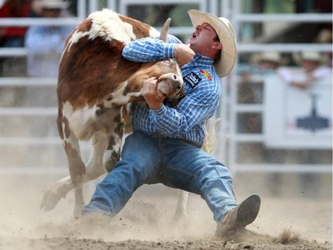 Nick Guy of Sparta WI had his steer wrestled in 4.5 seconds  on day four of rodeo action at the Calgary Stampede on July 6, 2015.